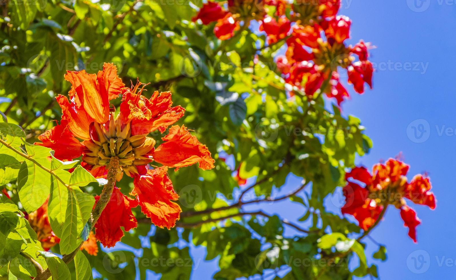 lila Rosa rot Blumen Blüten Pflanzen im tropisch Wald Natur Mexiko. foto