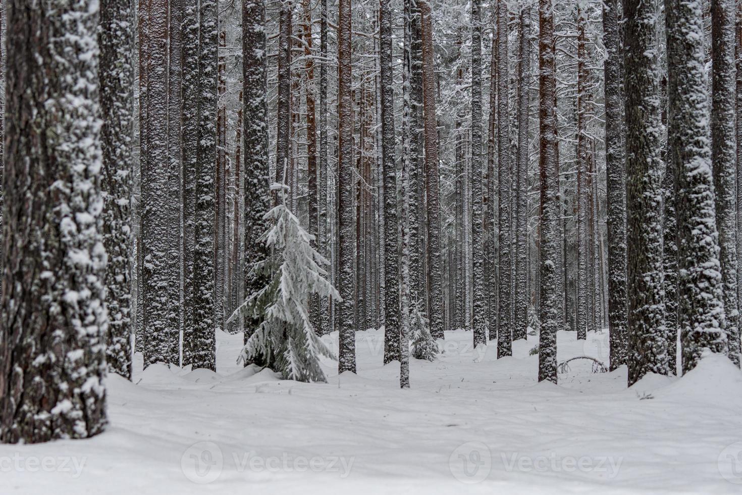 Winterwald in Nordschweden foto