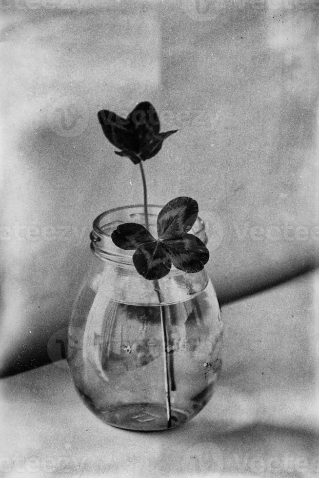 ein Strauß von l Feld vierblättrig Klee im ein klein Vase auf ein Licht glatt Hintergrund foto