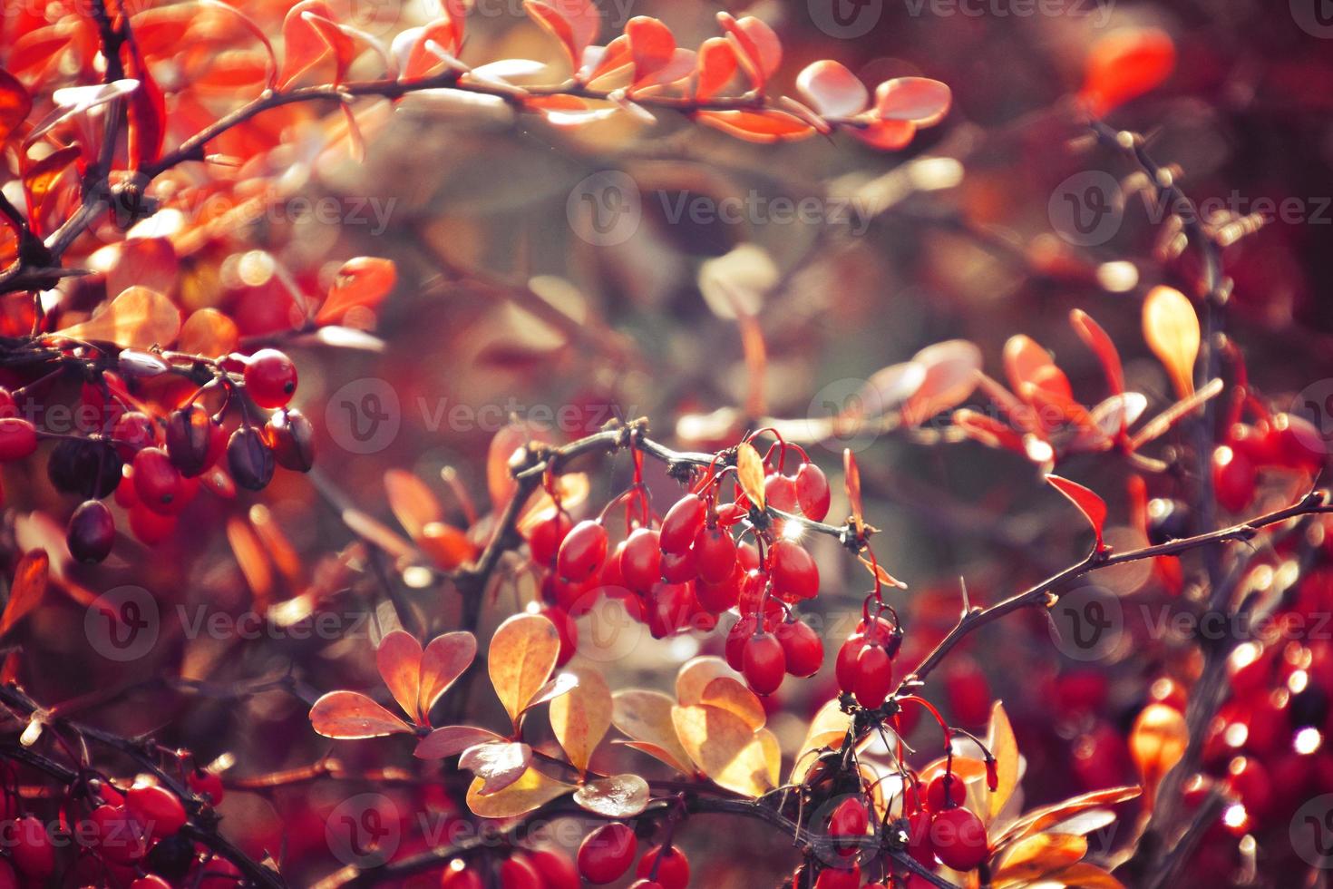 Herbst rot Busch Berberitze im das Strahlen von das Morgen Sonne, foto