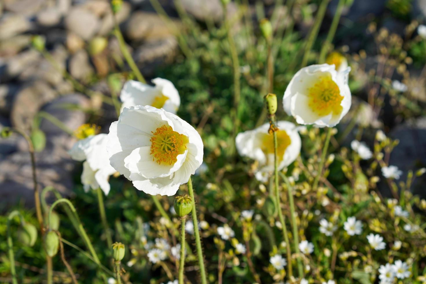 weiße Mohnblumen zwischen Felsen und Gras foto