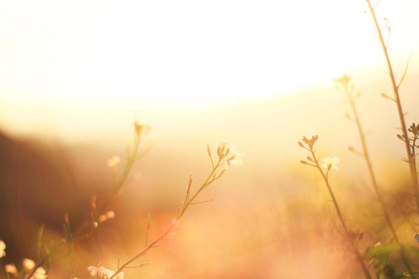 schön blühend Weiß wild Blumen Felder im Frühling und natürlich Sonnenlicht leuchtenden auf Berg. foto