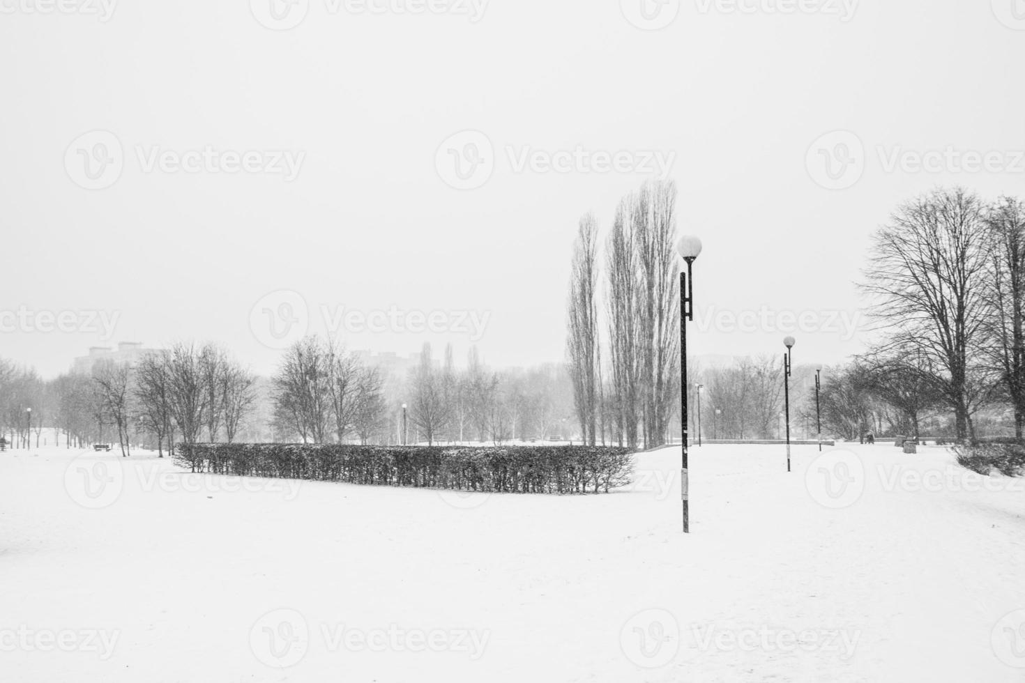 traurig Winter weiß schwarz Landschaft mit Bäume im das Schnee im Januar foto