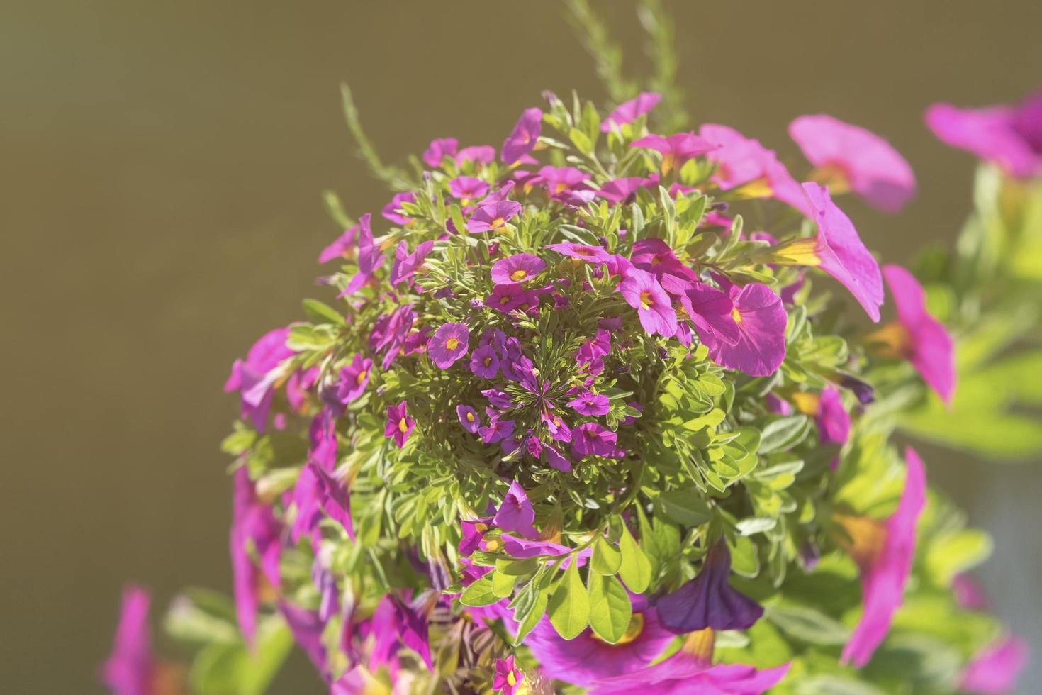 leuchtend rosa Blüten neben einem Teich oder See foto