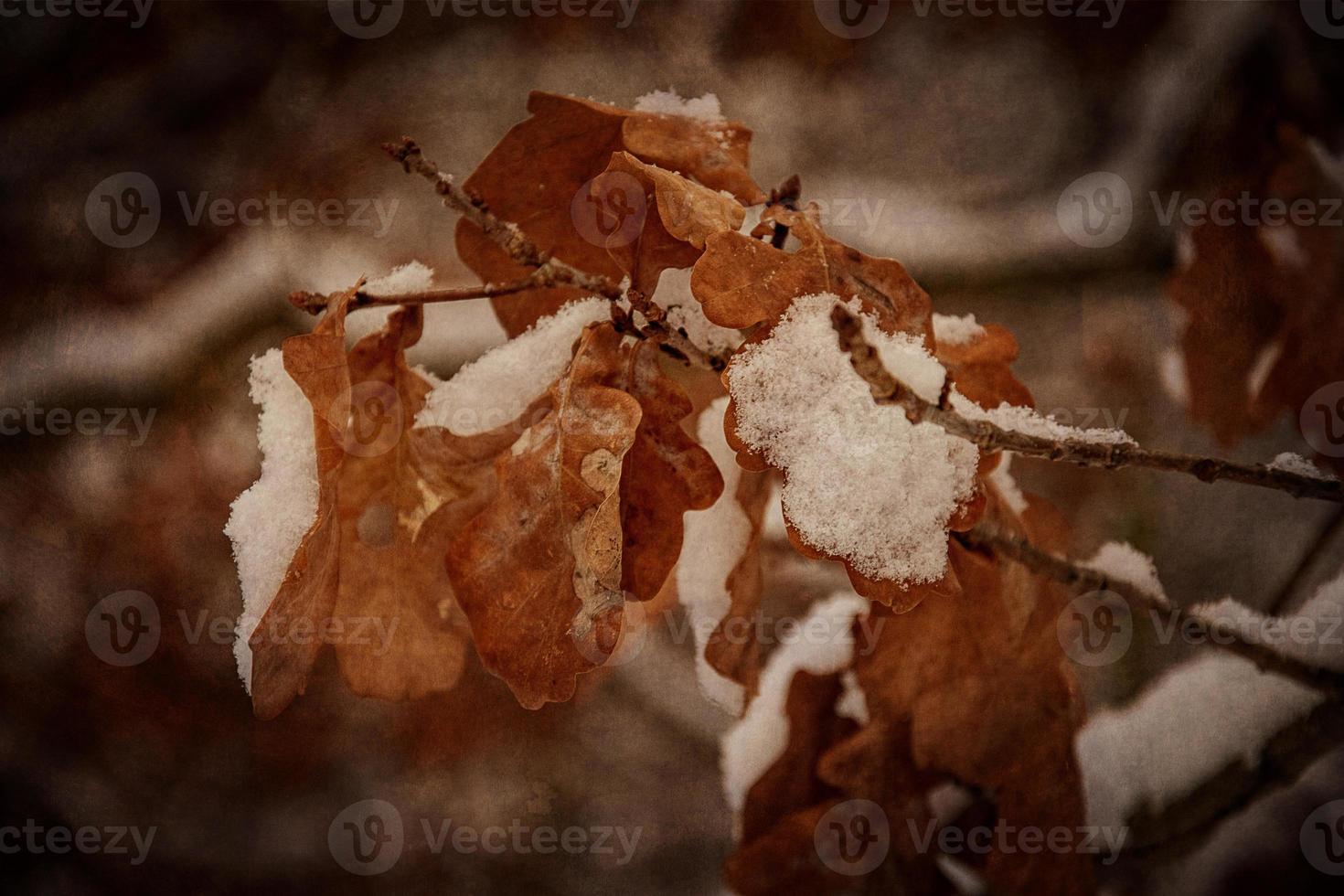 braun Eiche Blätter bedeckt mit das zuerst Weiß Schnee auf ein Winter grau Tag foto