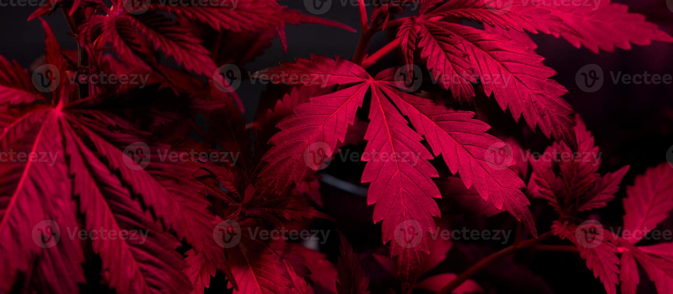 Marihuana unter LED-Fliederbeleuchtung, Cannabis hinterlässt Hintergrund. foto