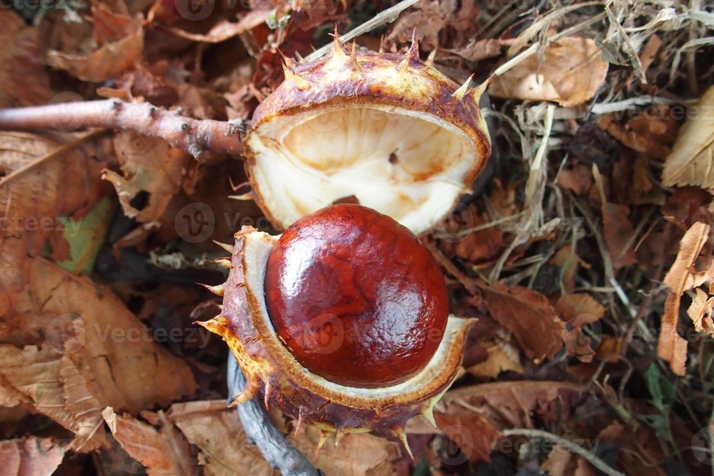 braun Kastanien gesammelt auf ein Herbst Tag foto