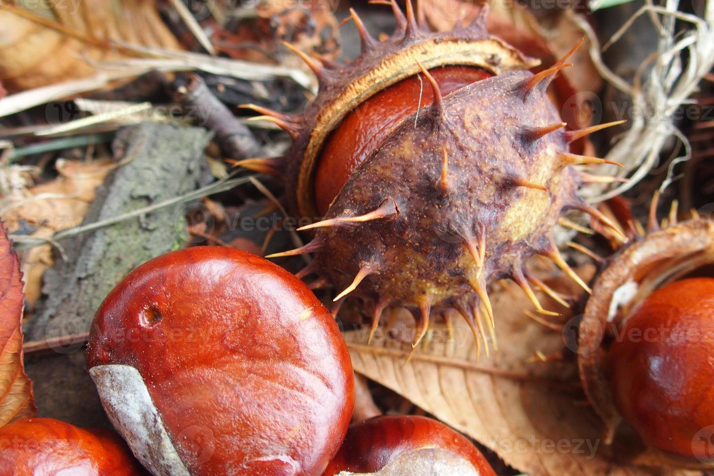 braun Kastanien gesammelt auf ein Herbst Tag foto