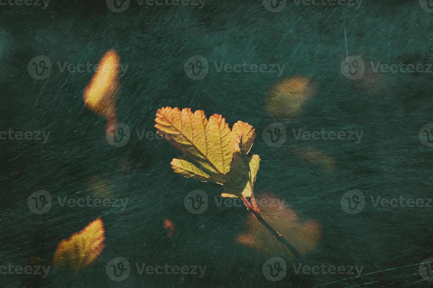 einsam Herbst Blatt zündete durch Spek durch das Sonne foto