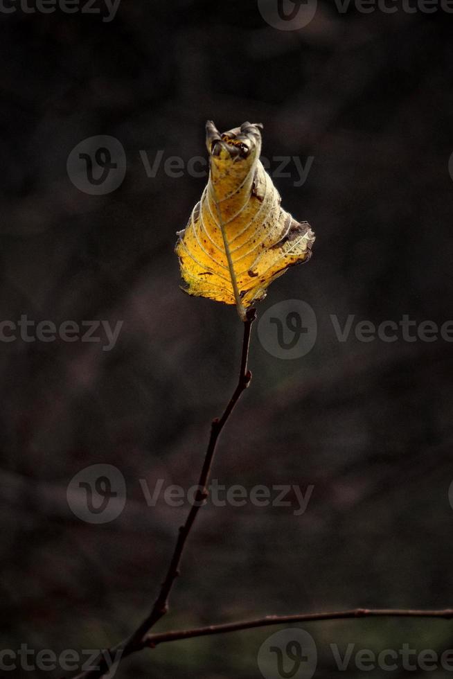 einsam Herbst Blatt zündete durch Spek durch das Sonne foto