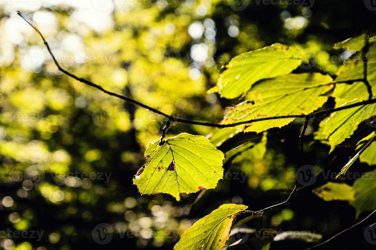 Herbst Blätter auf ein Baum Ast zündete durch warm sanft Herbst Sonne foto