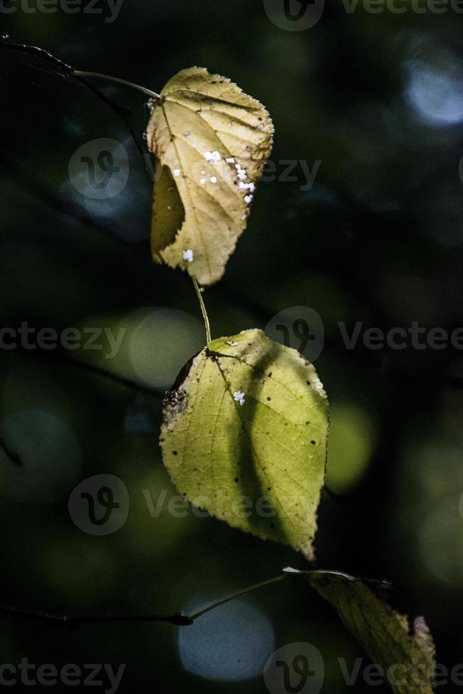Herbst Blätter auf ein Baum Ast zündete durch warm sanft Herbst Sonne foto
