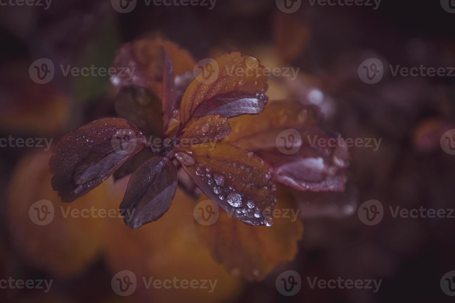 rot Blätter von ein Busch im das warm Herbst Sonne nach ein kalt Regen foto