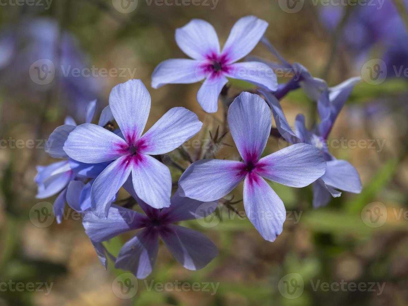 Nahaufnahme von hübschen lila kriechenden Phloxblumen foto