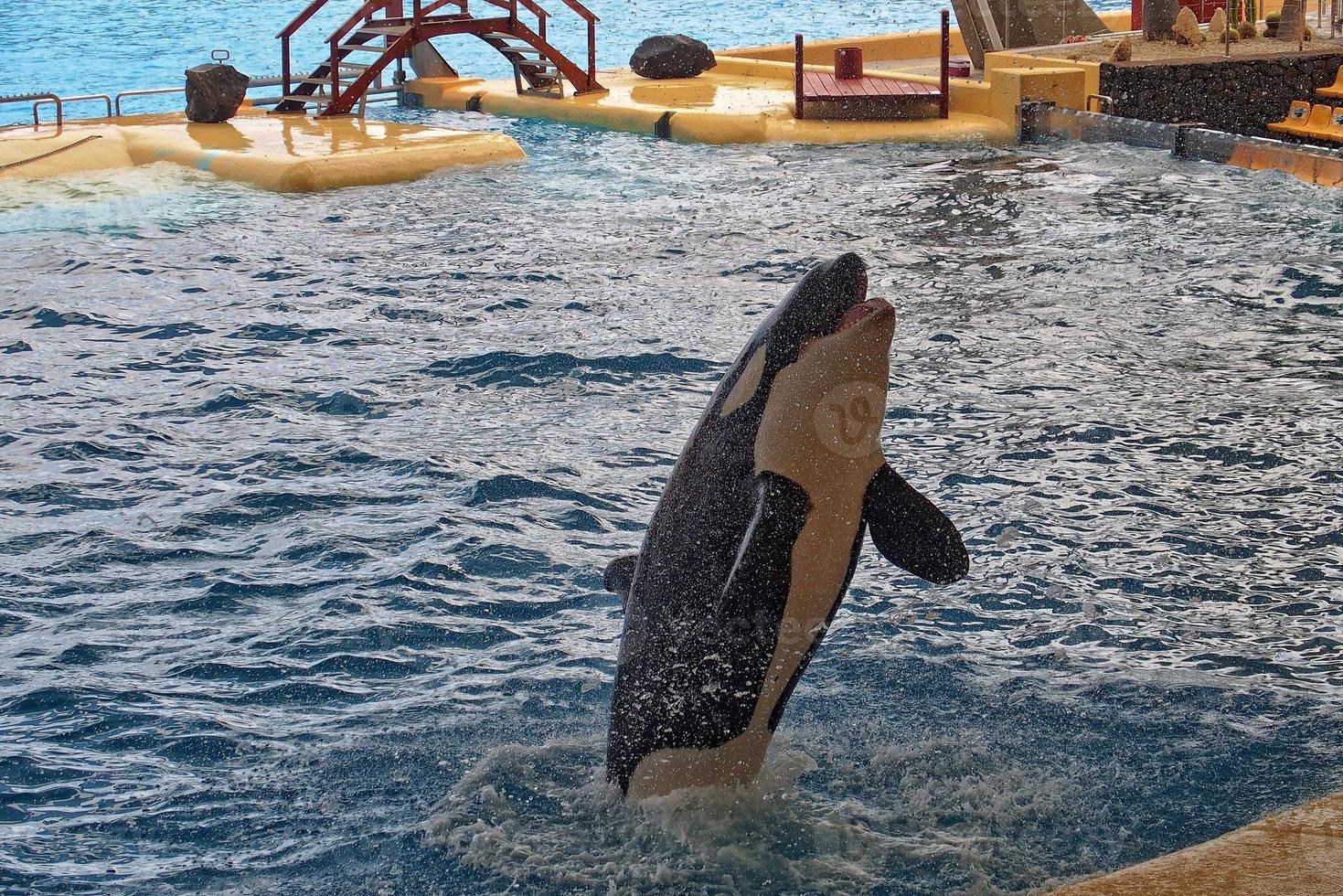 ein Show von schwarz und Weiß Säugetiere im das Zoo foto