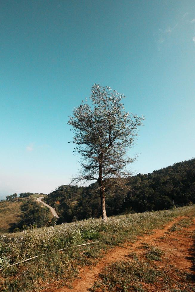 ein einsam Baum auf das oben von das Hügel im Senke Berg mit Blau Himmel und Jahrgang Ton Farbe foto