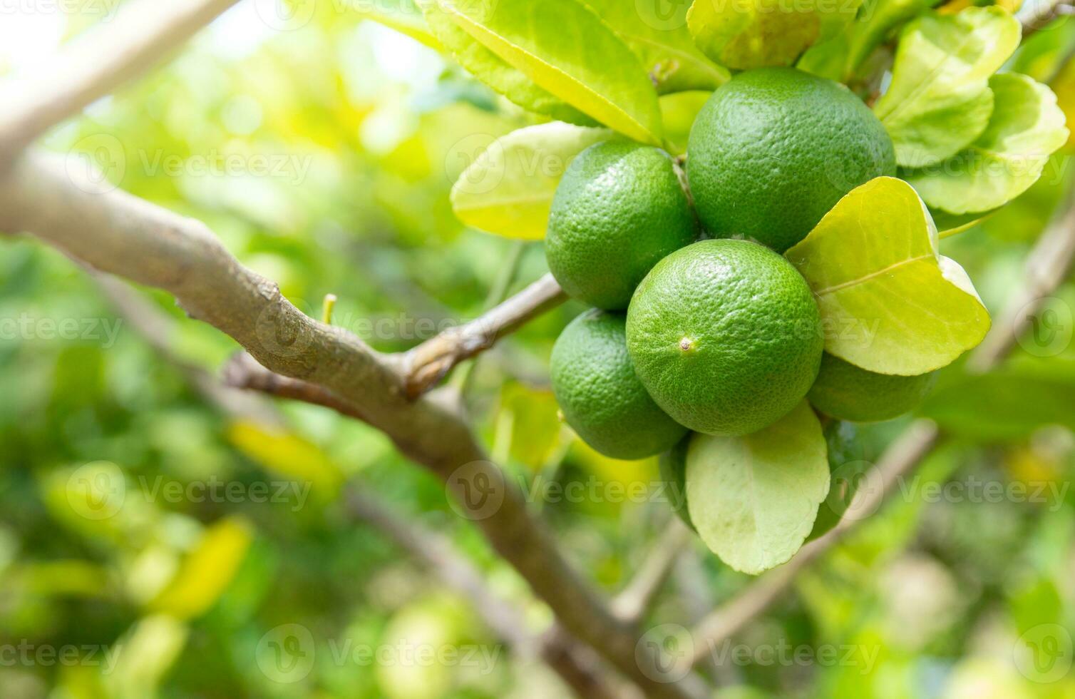 Limette auf Baum oder Grün Zitrone Obst foto