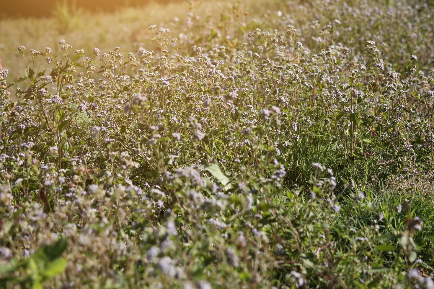 Blühen Wildblumen Gras Feld mit natürlich Sonnenlicht foto