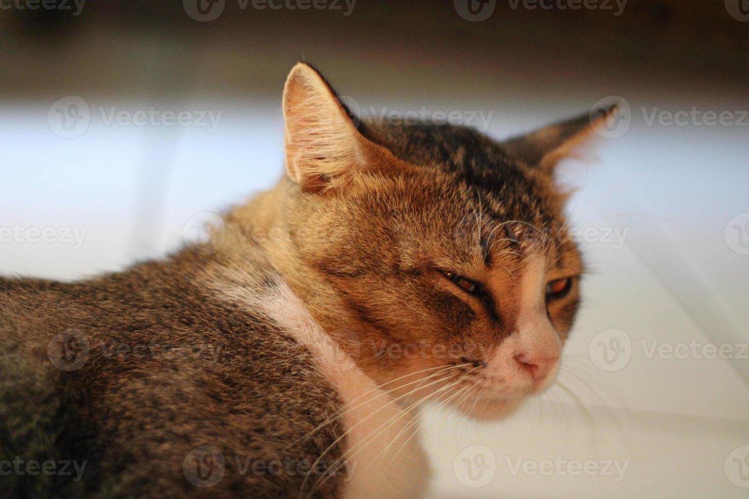 Foto von ein Katze ruhen entspannt