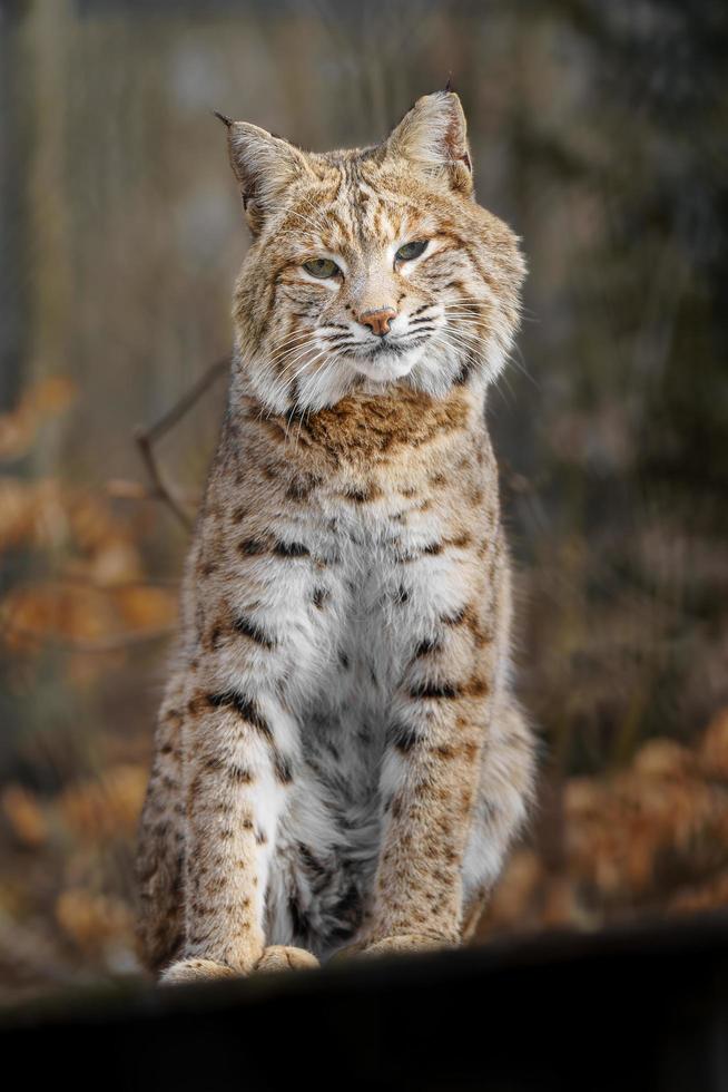 Porträt von Rotluchs foto