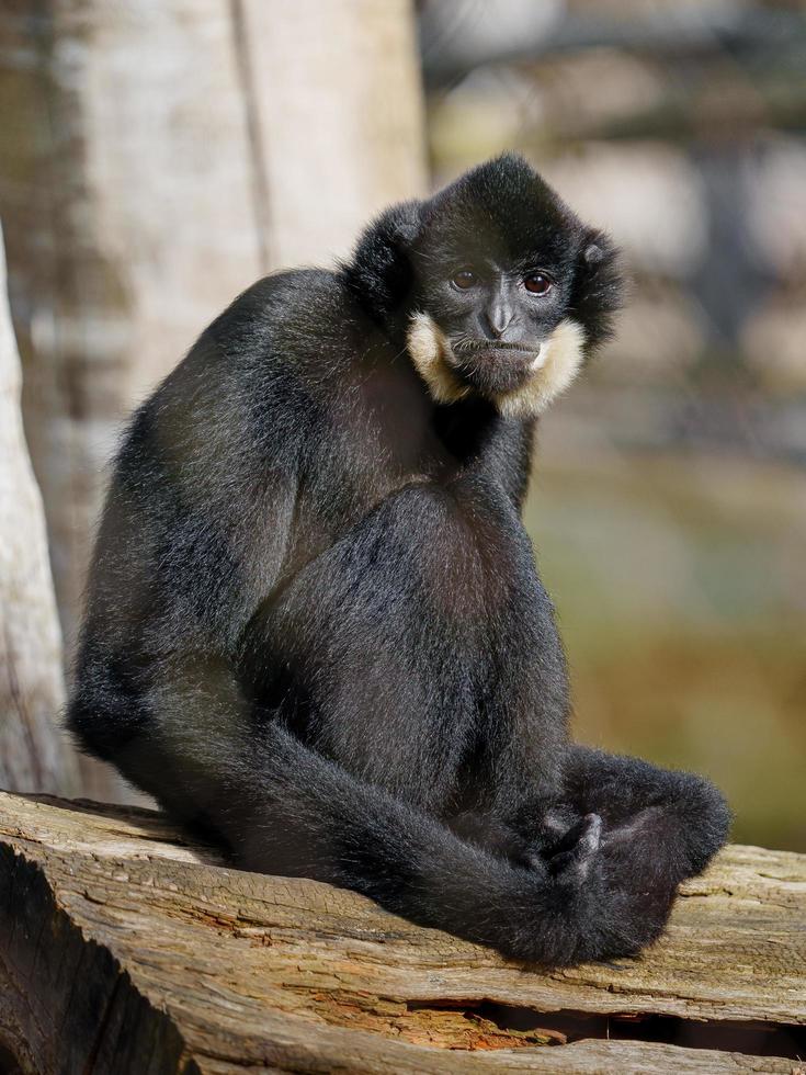 Süd- Gelb überprüft mit Haube Gibbon foto