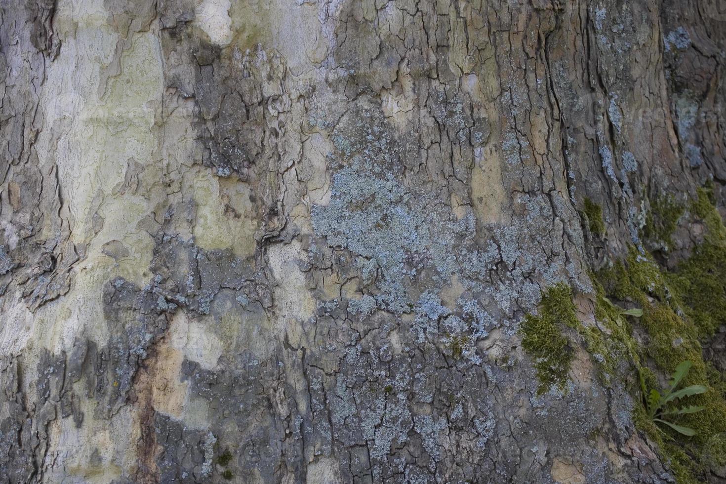 Hintergrund Baum natürlich foto