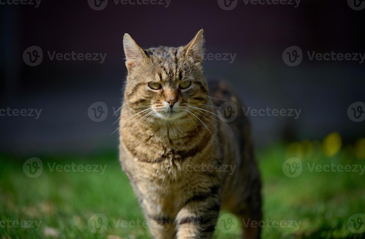 ein Erwachsene Straße Katze ist entspannend im Natur auf ein sonnig Tag foto