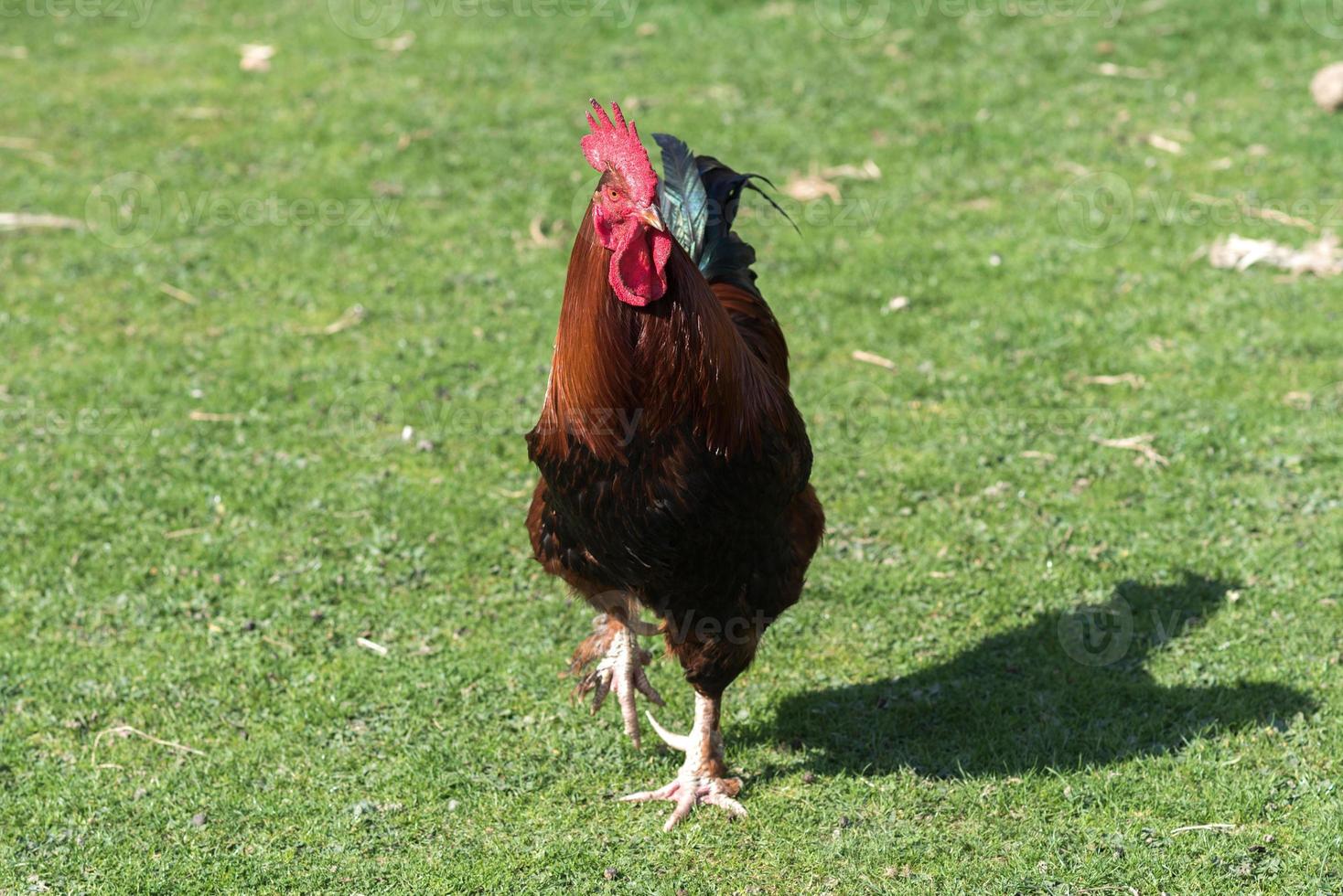 groß Schwanz draussen foto