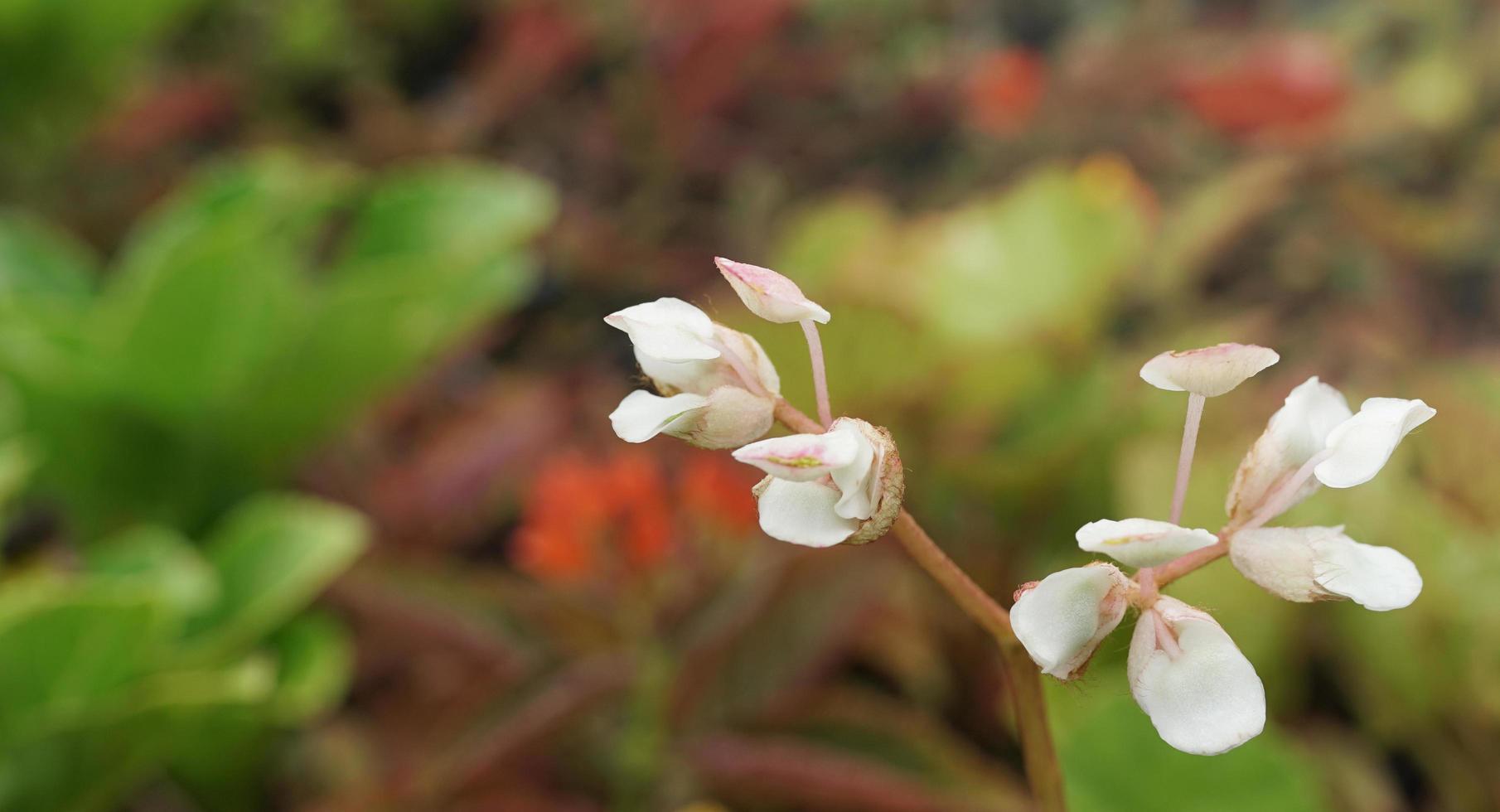 rosa weiße Blüten der Begonia Grands-Pflanze foto