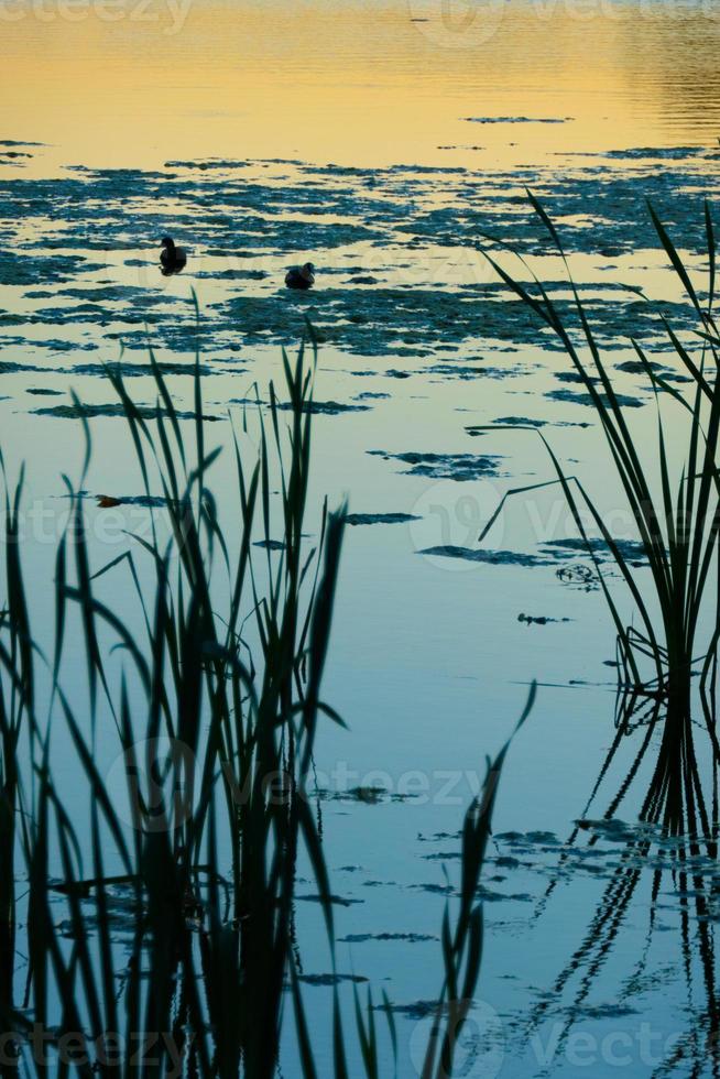 Ente Silhouette im golden Sonnenuntergang foto