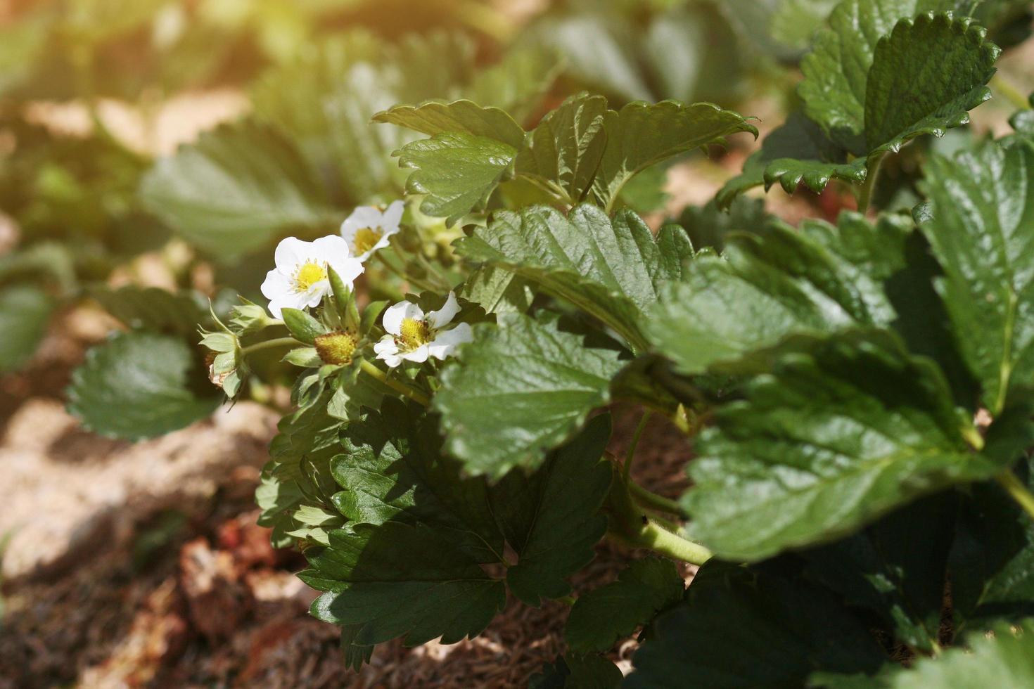 wenig Weiß Erdbeere Blumen mit Grün Blätter im Plantage Bauernhof auf das Berg im Thailand foto