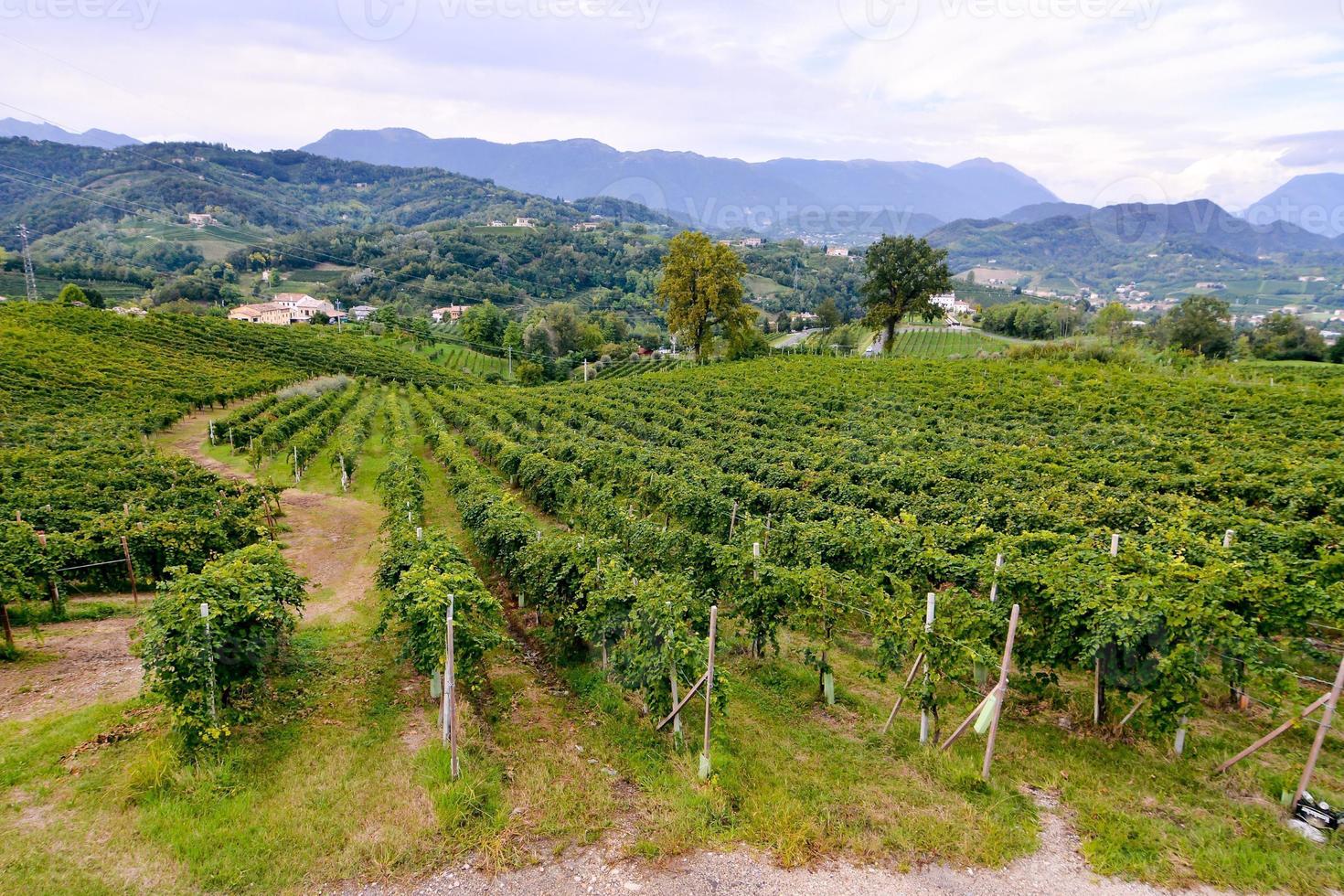 ein Weinberg Landschaft foto