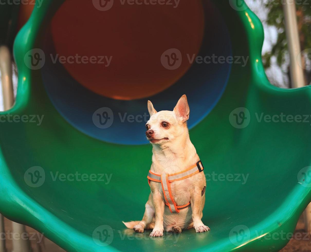 erschrocken und besorgt braun Chihuahua Hund Sitzung auf Spielplatz Ausrüstung. foto