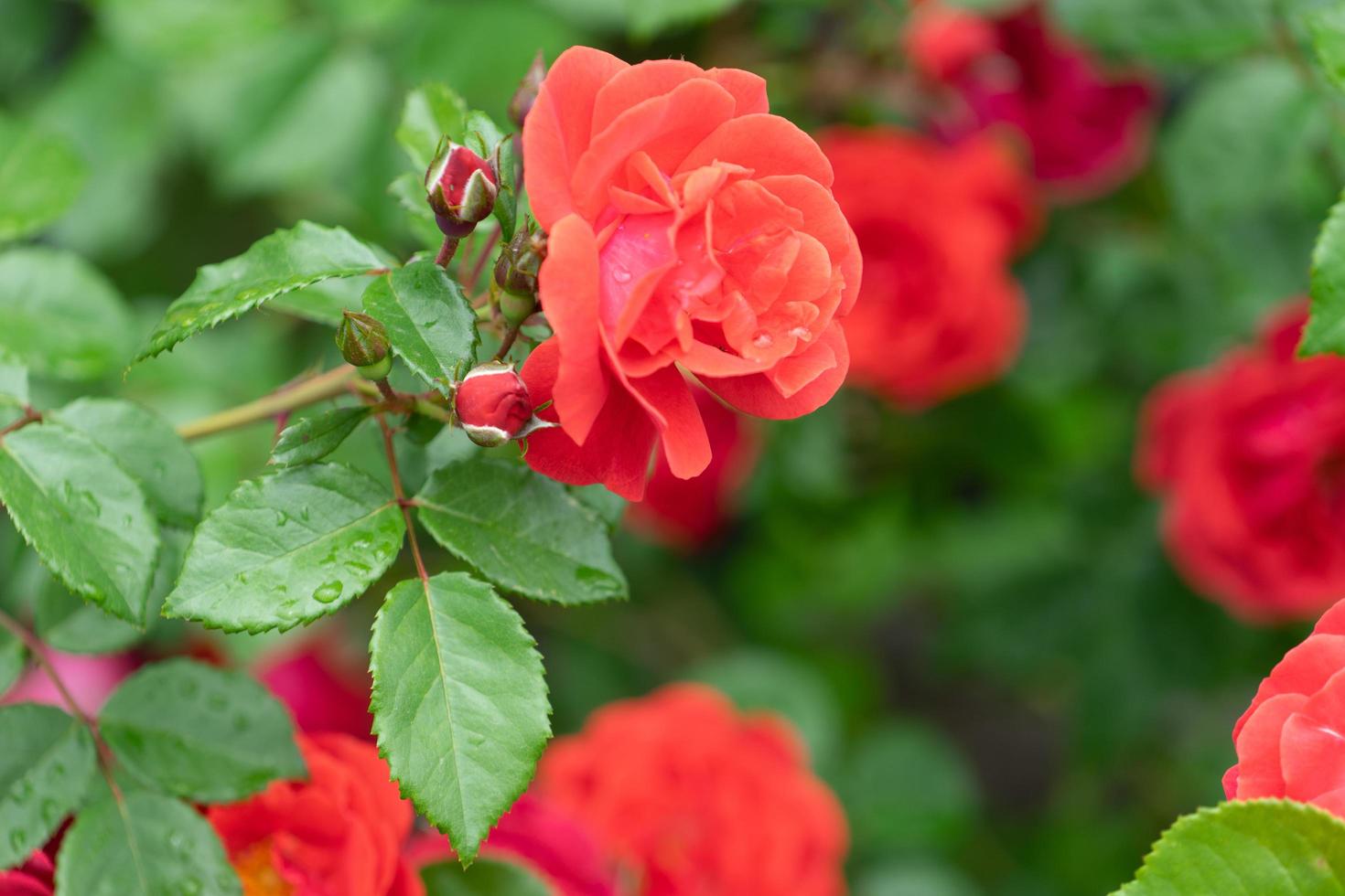 Nahaufnahme von roten Rosen mit einem unscharfen grünen Hintergrund der Blätter foto