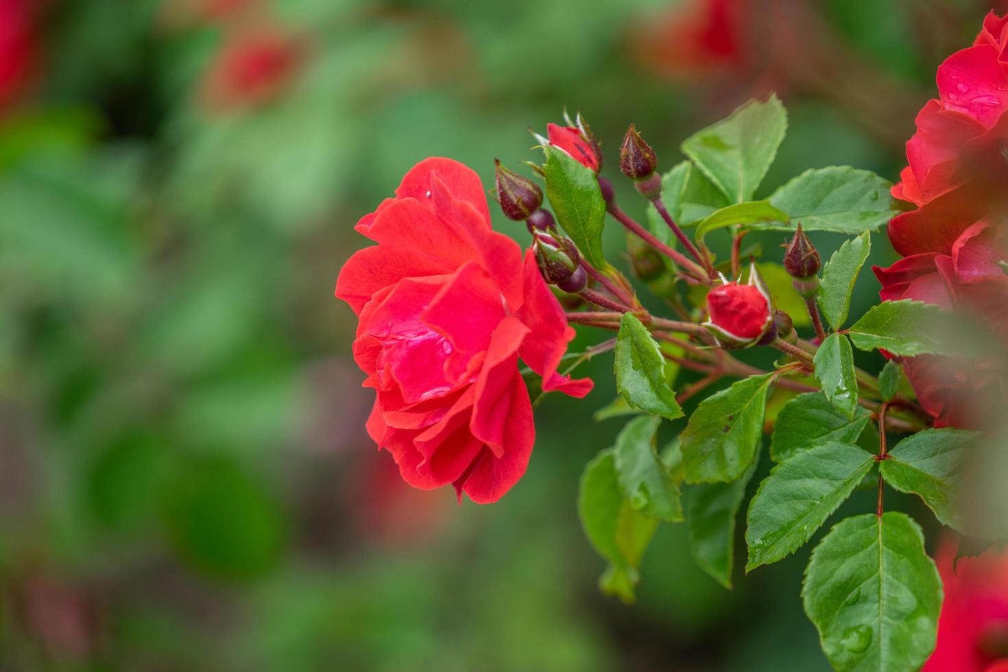 Nahaufnahme von roten Rosen mit einem unscharfen grünen Hintergrund der Blätter foto