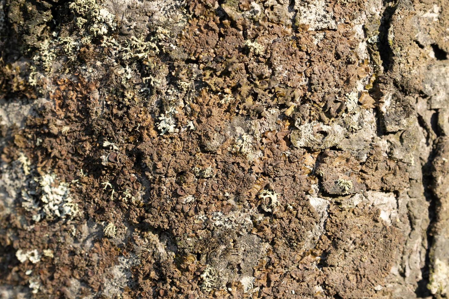 Nahaufnahme der Baumrinde foto