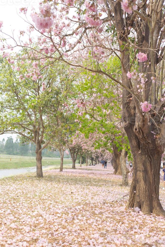 verschwommen defokussieren Rosa Tecoma , Rosa Trompete Baum , Kirsche blühen Straße im Frühling mit Blau Himmel Hintergrund foto