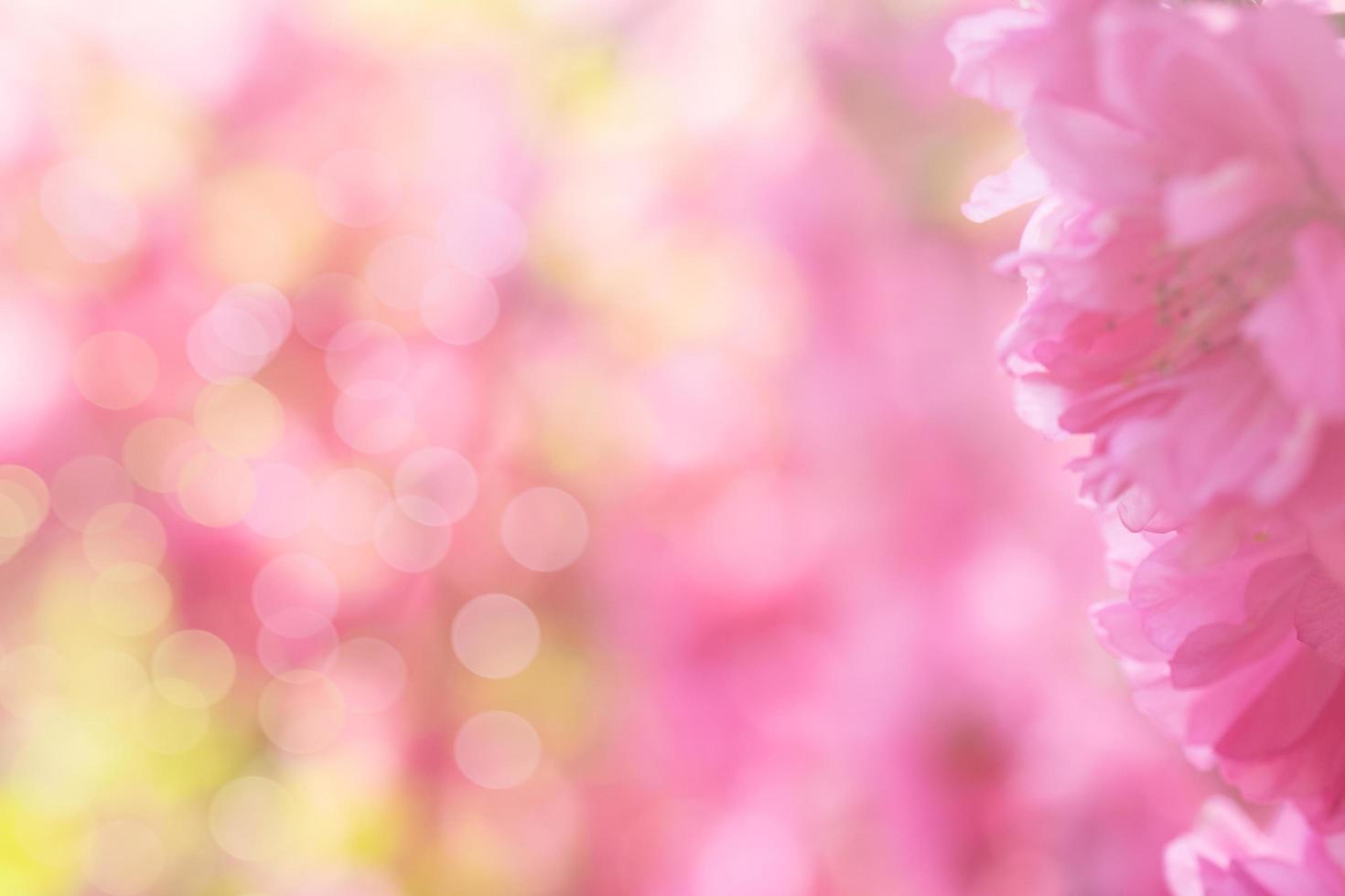 Nahaufnahme einer Sakura-Blume mit unscharfem Hintergrund foto