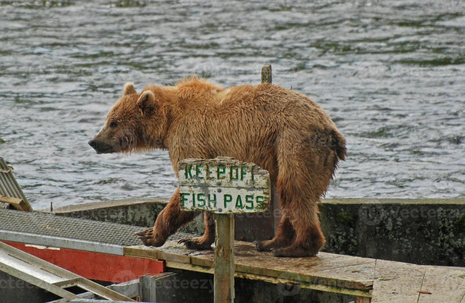 Bär brechen das Regeln foto