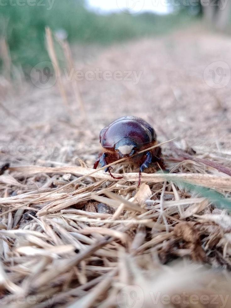 braun Käfer Gehen auf trocken Gras foto