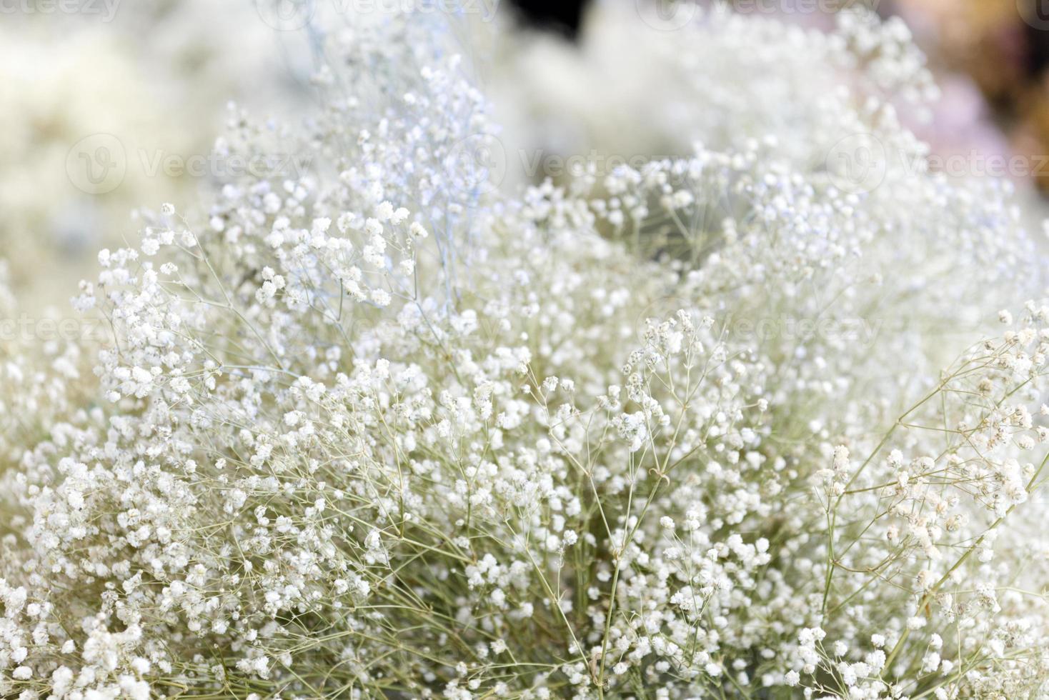 Weiß Farbe viele Zigeuner Blume Hintergrund Dekoration zum Hochzeit Liebhaber foto