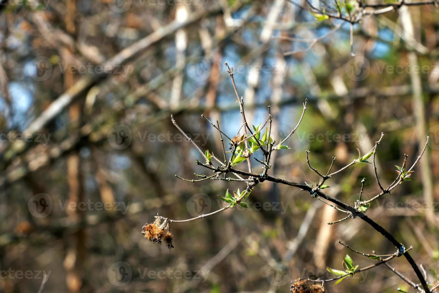 das zuerst Frühling Grün Blätter von das Schönheit Busch. Latein Name kolkwitzia amabilis foto