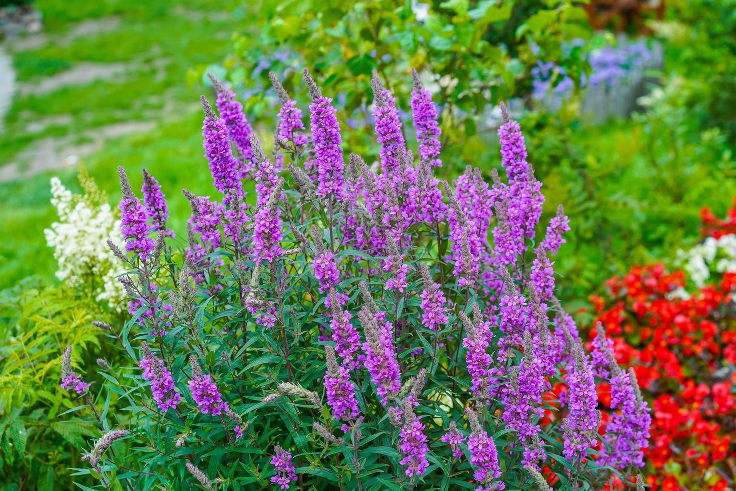 lila Blumen in einem Blumenbeet in einem Garten foto