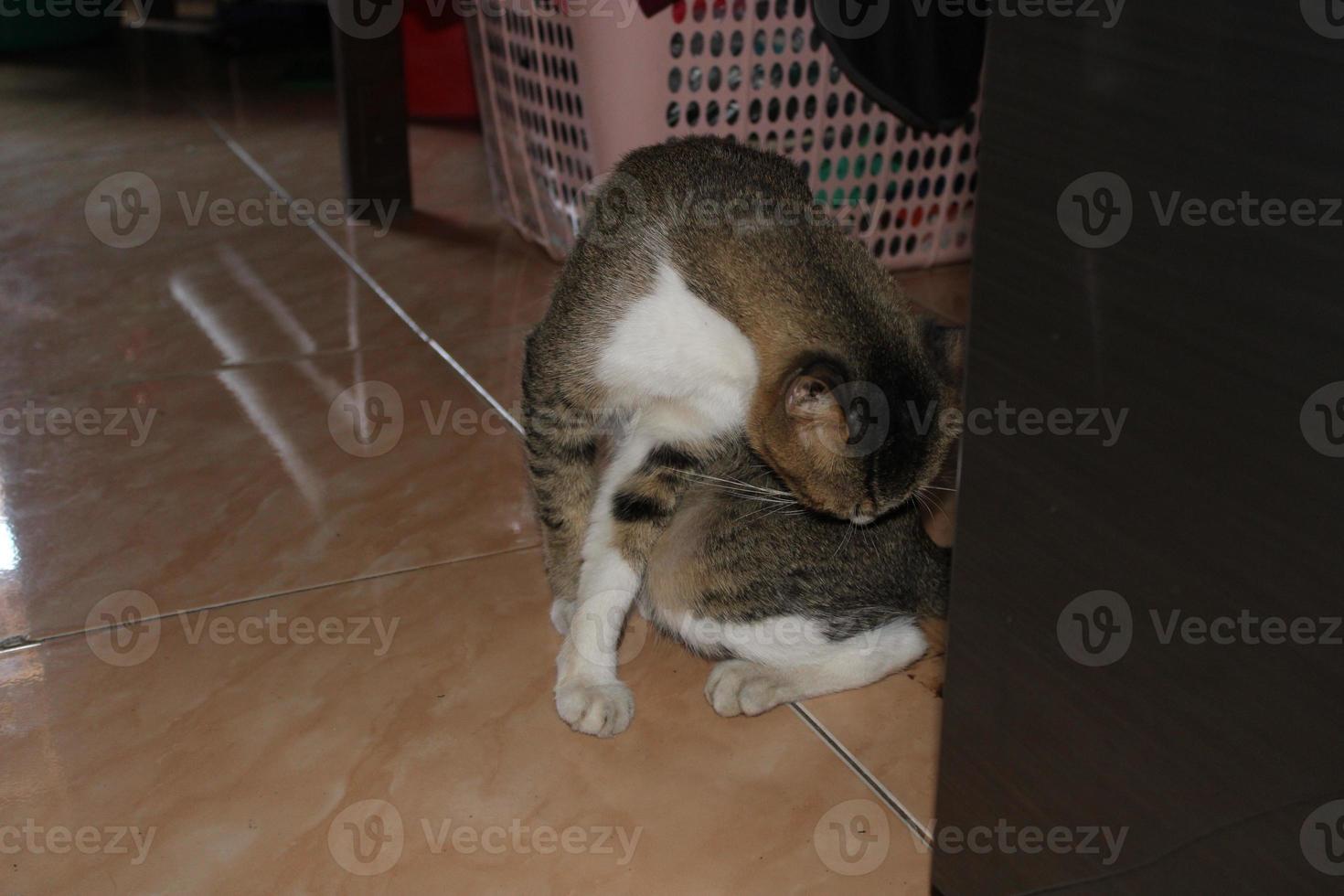 Foto von ein Katze Sitzung auf das Fußboden