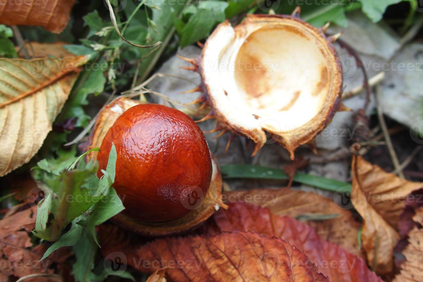 braun Kastanien gesammelt auf ein Herbst Tag foto