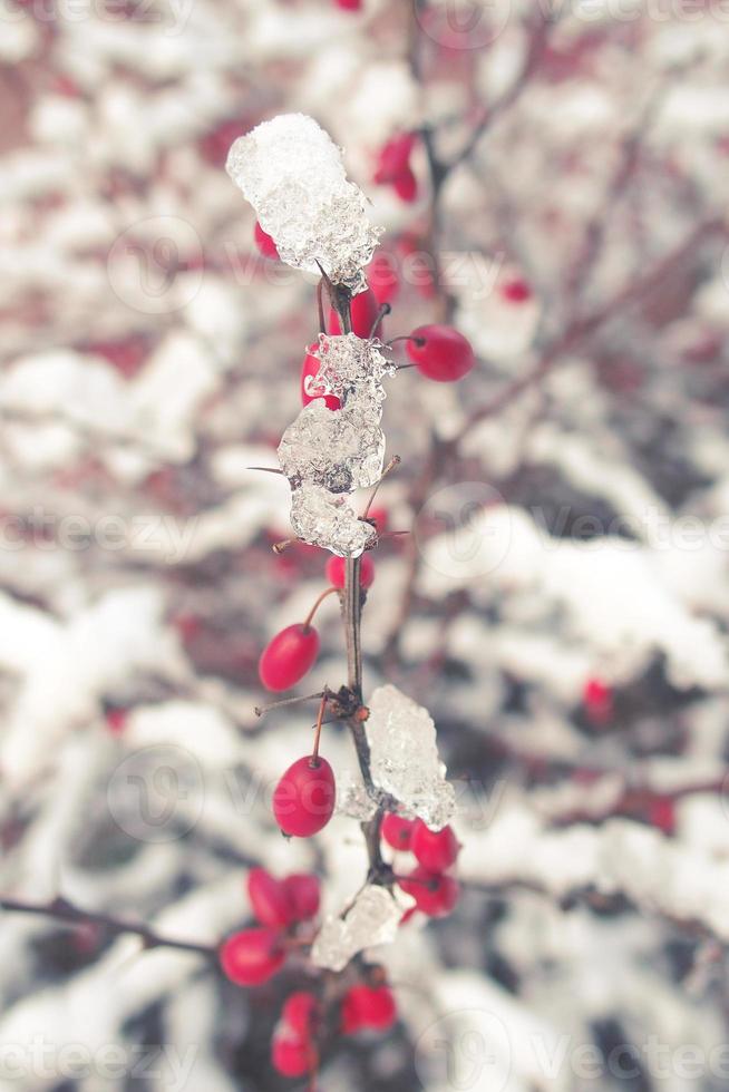 rot Berberitze Früchte bedeckt mit Winter Eis foto