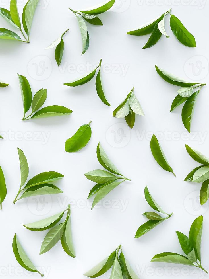 Grün Blätter auf ein Weiß Hintergrund. groß frisch dekorativ Blätter. foto