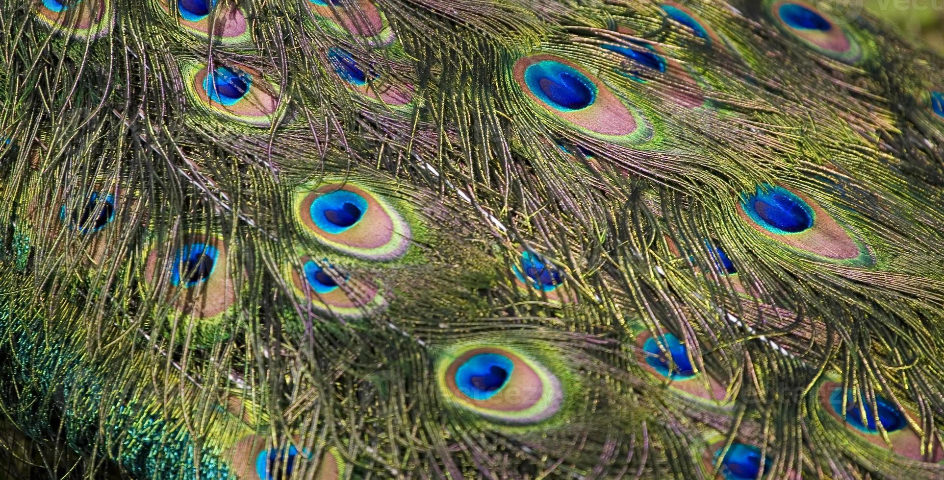 Original Hintergrund mit Pfau Gefieder von das Schwanz von ein Vogel im Nahansicht foto