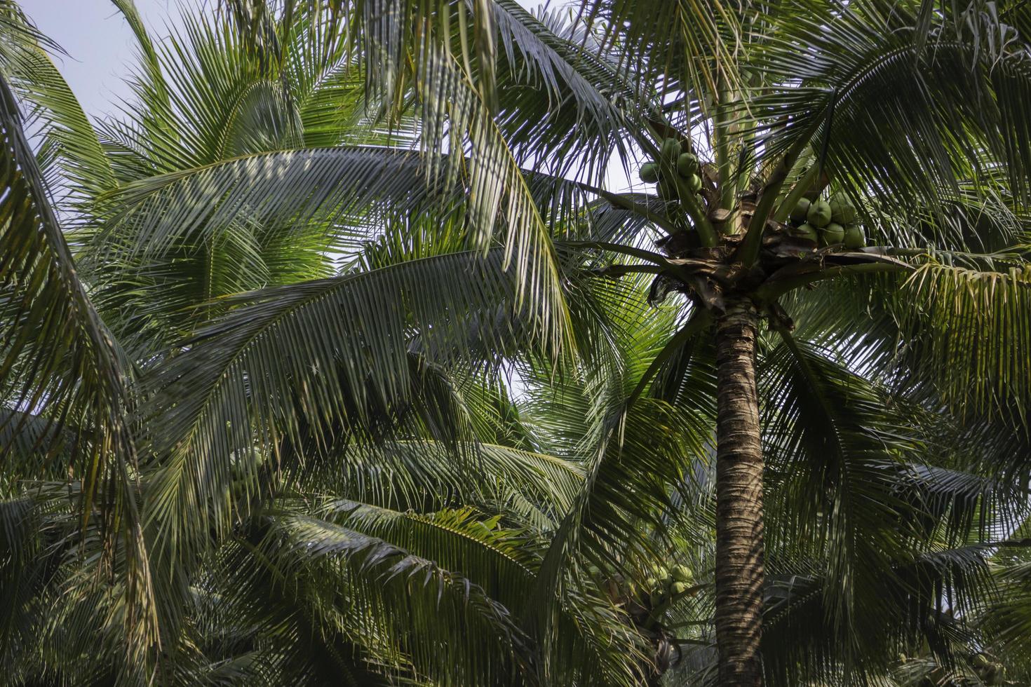 Kokospalmen foto