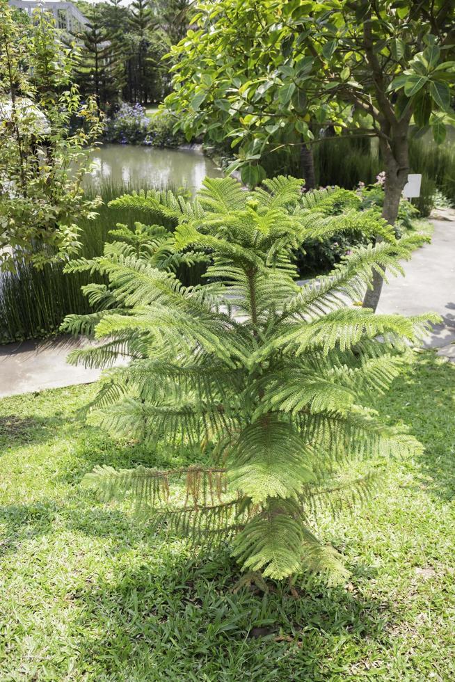 grüner Sommergarten des Resortäußeren foto